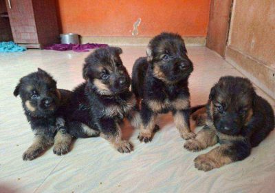 Pet for sale in Kolathur | ChennaiFreeAdz